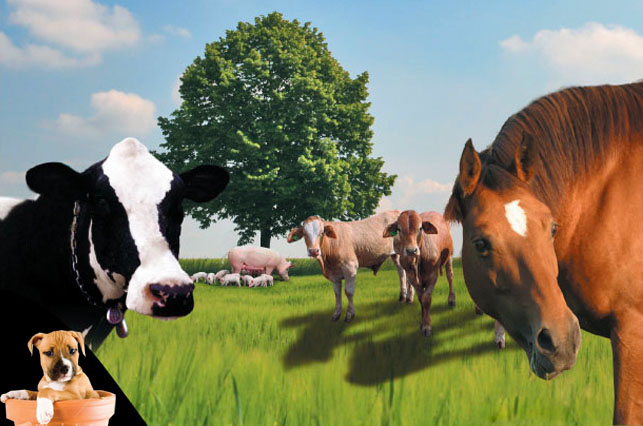 animales-bionutrix animales-bionutrix