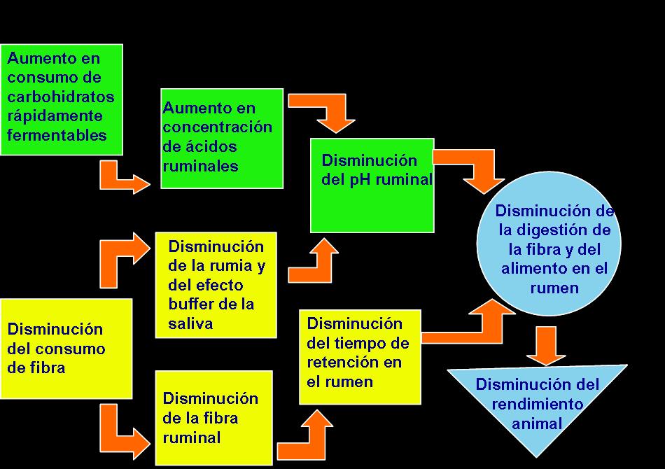 Cadena de acidosis - Bionutrix