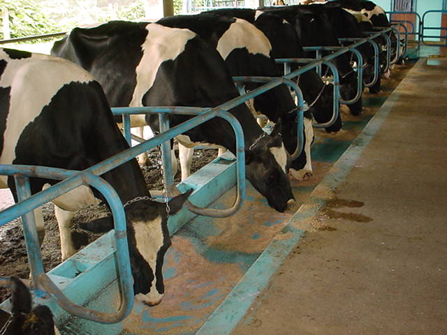 Vacas lecheras alimentadas con niveles altos de grano