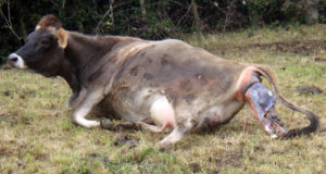 cow-giving-birth
