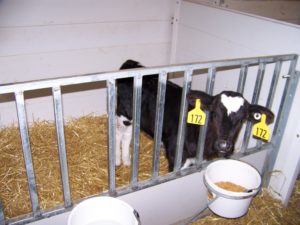 meyer-dairy-photos-november-17-2008-030