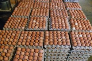 venta+de+huevo+al+mayor+y+gallinas+ponedoras+francisco+linares+alcantara+aragua+venezuela__B5D15D_1